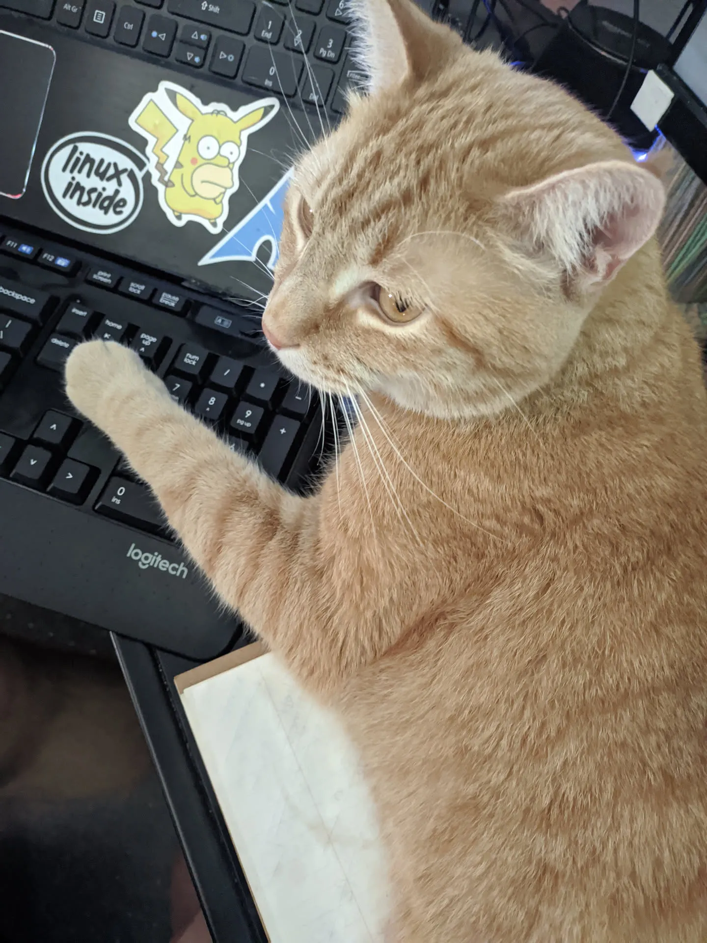 Simba